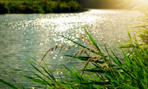 Herbes folles devant l'eau