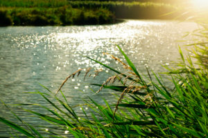 Herbes folles devant un plan d'eau