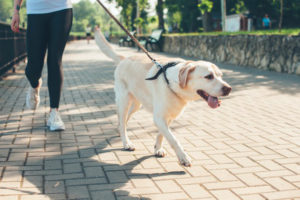 Photo d'un Labrador