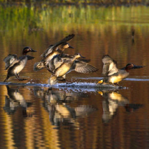 Association Communale de Chasse Agréée