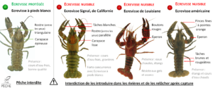 Ecrevisses comparaison